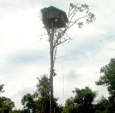 de korowai wonen in de lucht