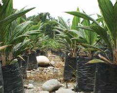 Jonge planten van de oliepalm bij Manokwari