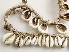 kauri-schelpen uit collectie PACE