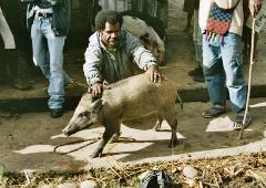 meeste mannelijkwe varkens worden gecastreerd