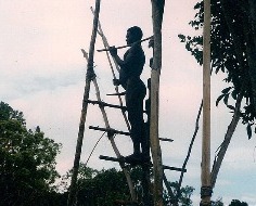 Korowai-man op weg naar boomhut