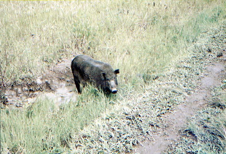 BD/37/196 - 
pigs 1
