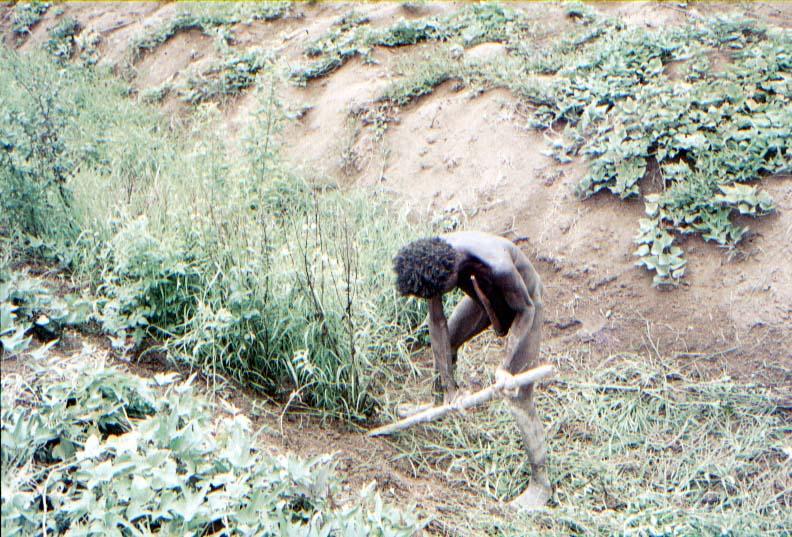 BD/37/201 - 
Wamena: creation of a garden 1
