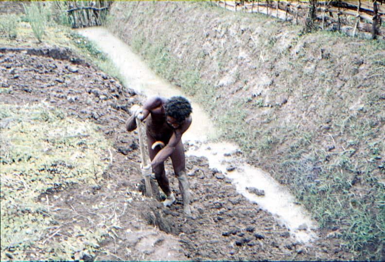 BD/37/202 - 
Wamena: creation of a garden 2
