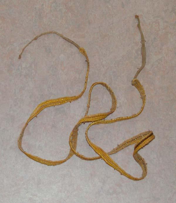 EA/41/36 - 
string of a penis gourd
