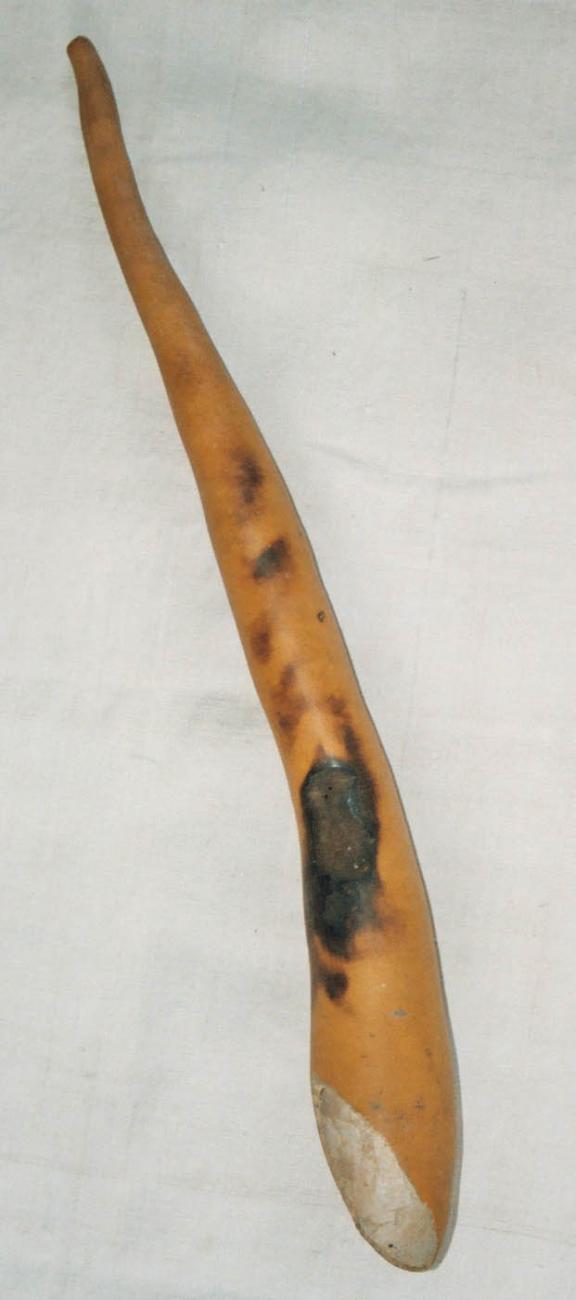 EA/114/4 - 
penis gourd

