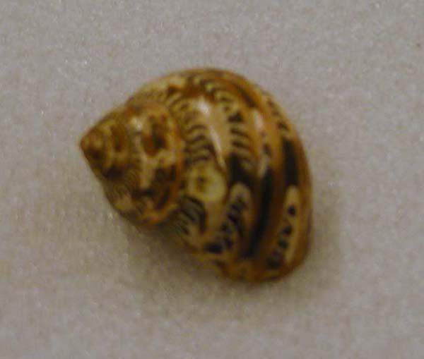 EA/53/4 - 
kerang

