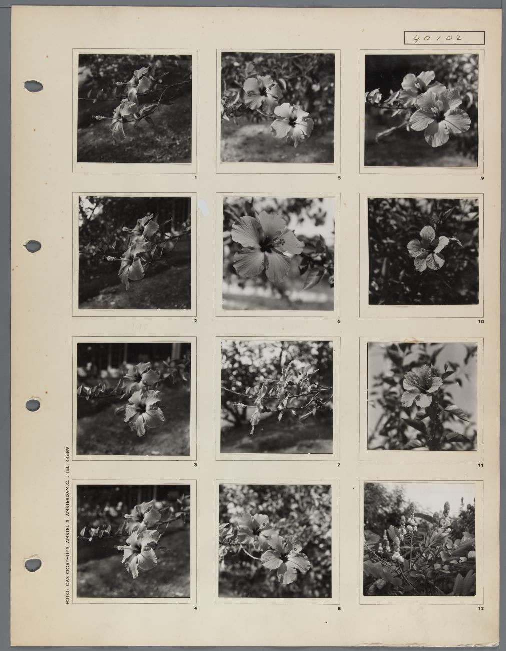 BD/163/81 - 
Papua (Hollandia?)
