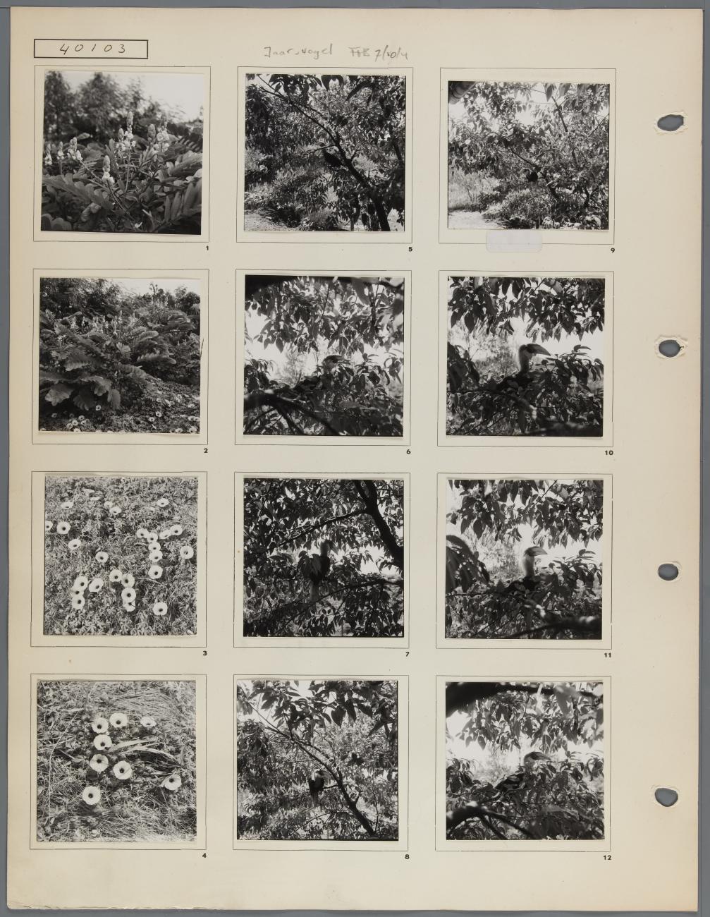 BD/163/82 - 
Papua (Hollandia?)
