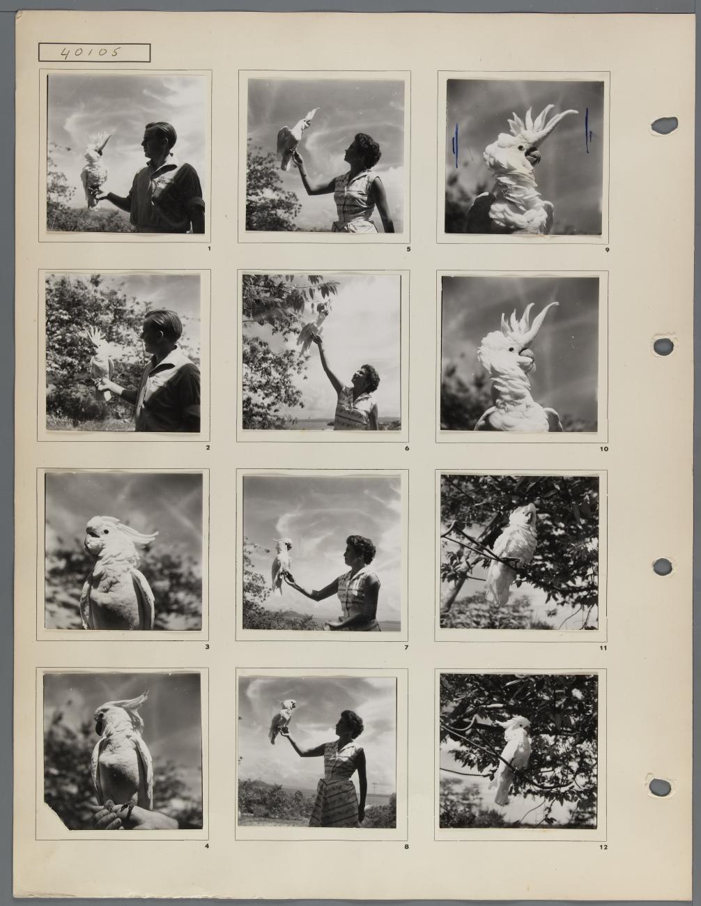 BD/163/84 - 
Dieren Papua (Hollandia?)
