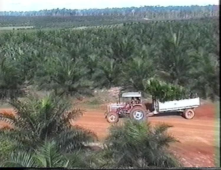 FI/1200/126 - 
Papuans between yesterday and tomorrow
