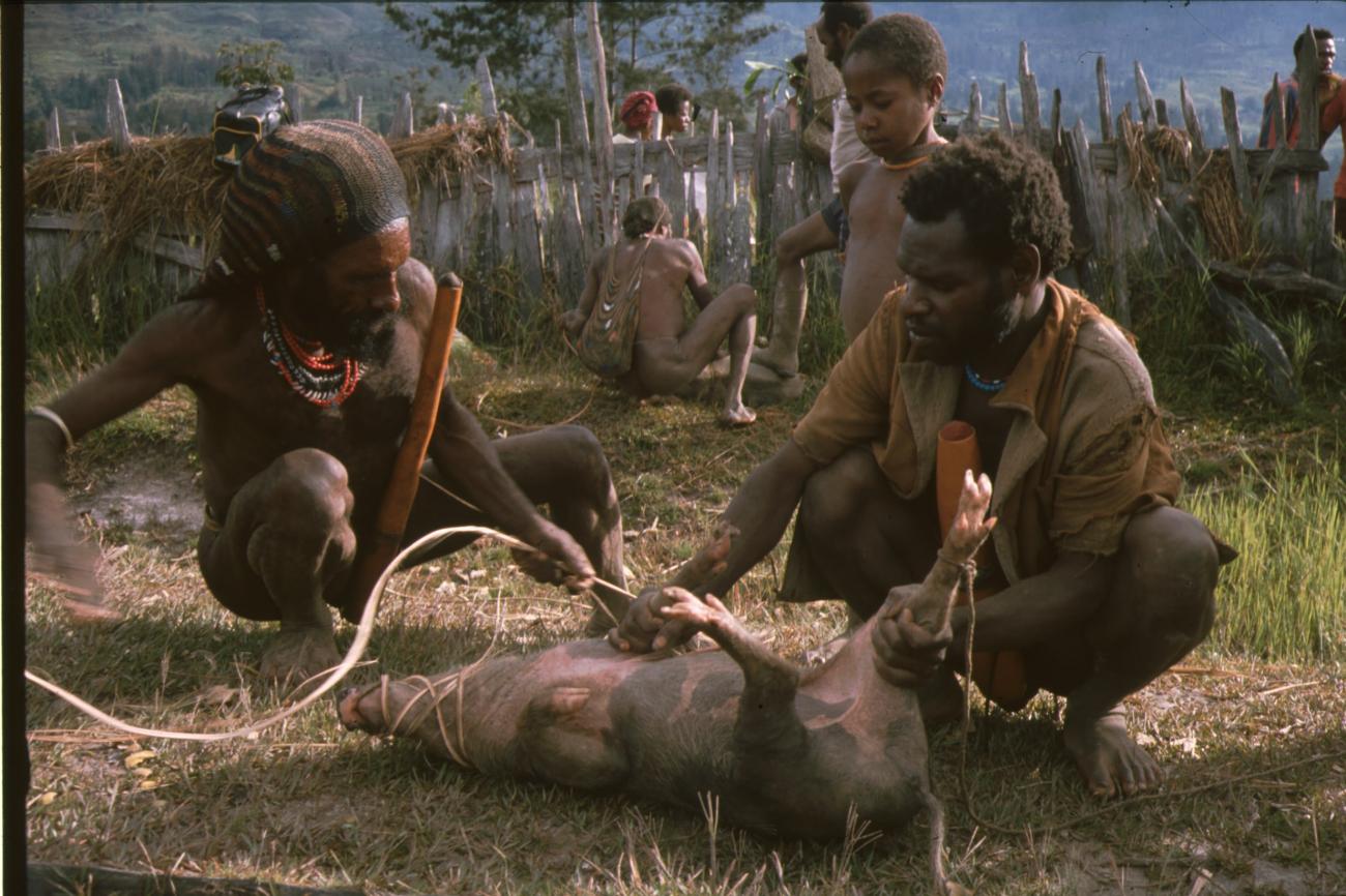 BD/166/103 - 
Catching domesticated pigs
