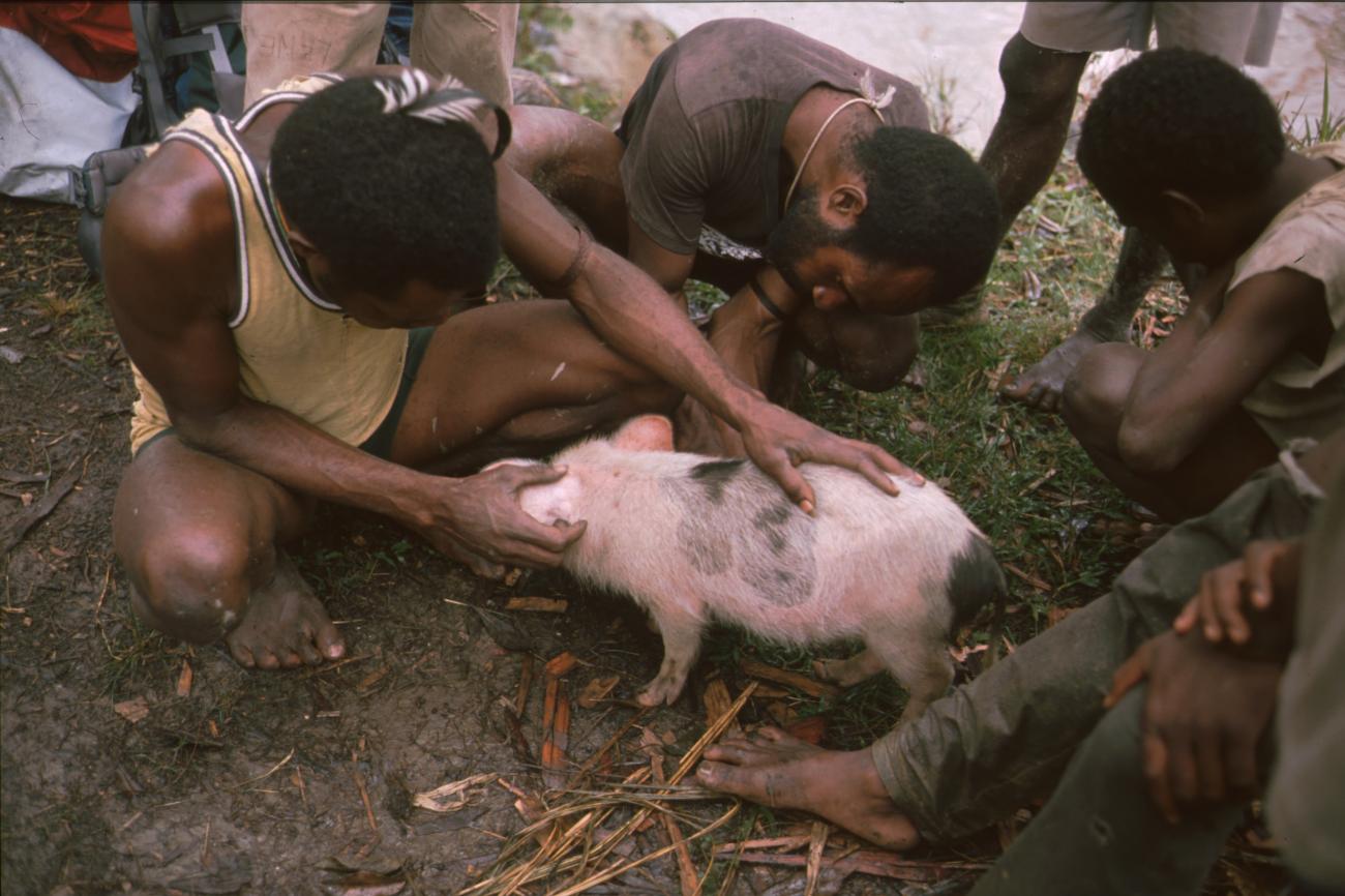 BD/166/427 - 
Young pig near the suspension bridge
