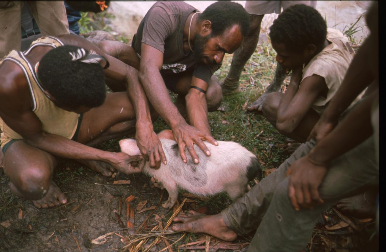 BD/166/427 - 
Young pig near the suspension bridge
