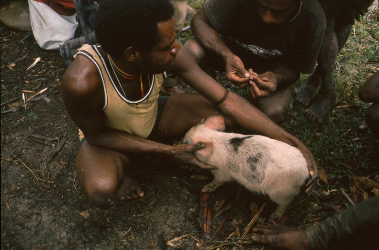 BD/166/427 - 
Young pig near the suspension bridge

