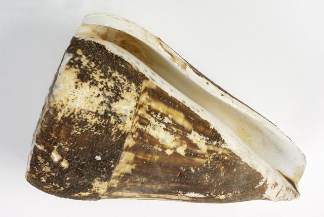 EA/201/9 - 
Bracelet of Cone Shell
