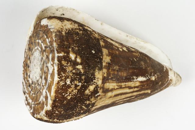 EA/201/9 - 
Bracelet of Cone Shell
