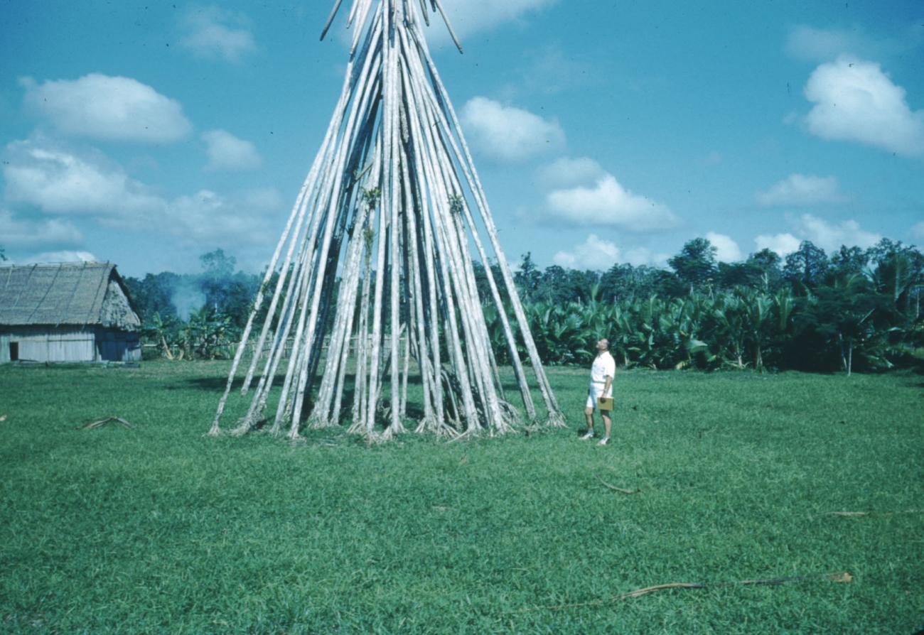 BD/209/2057 -
Pandanus-boom ( boom met luchtwortels)