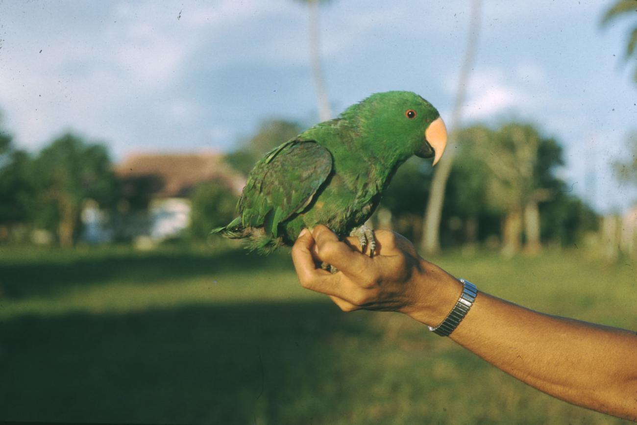 BD/209/3061 -
Vogel zit op hand