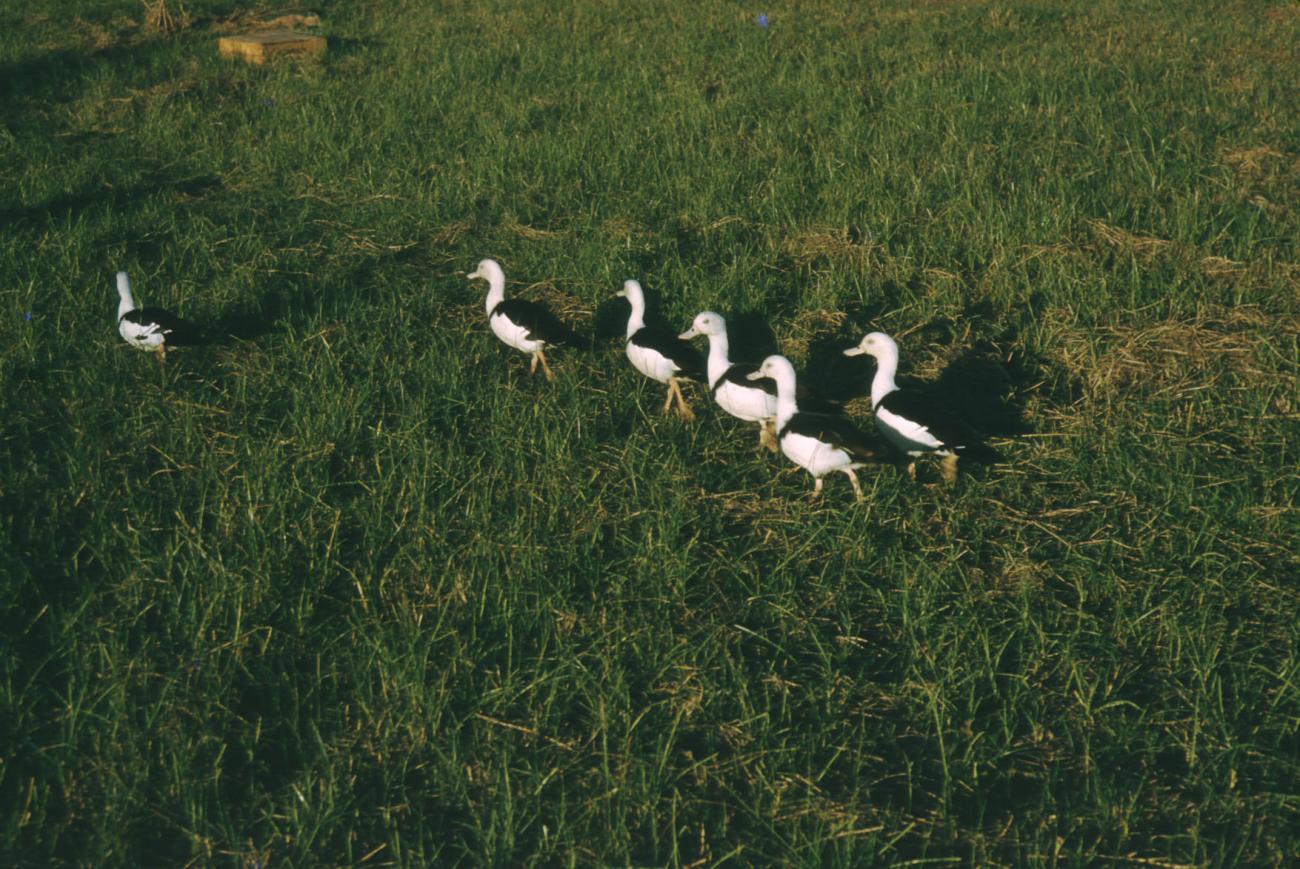 BD/209/3065 -
Vogels op het veld
