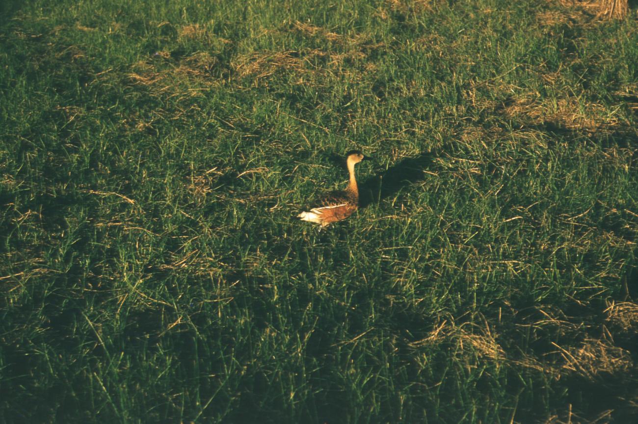 BD/209/3066 -
Vogel op het veld