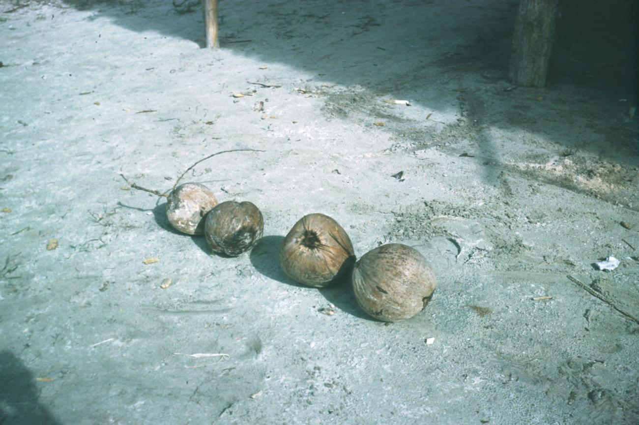 BD/209/4010 -
Cocosnoten