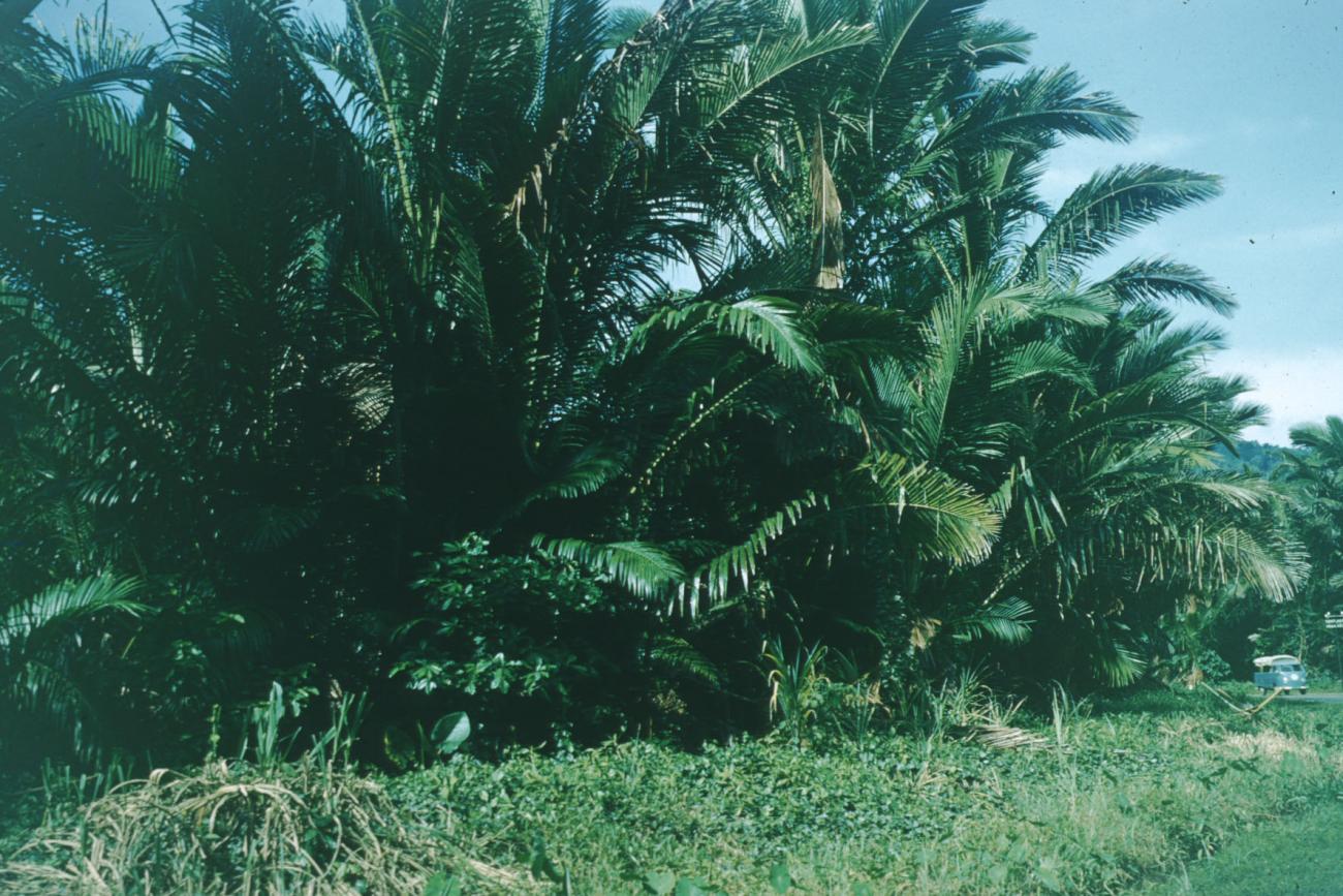 BD/209/4065 - 
Sago-cultures
