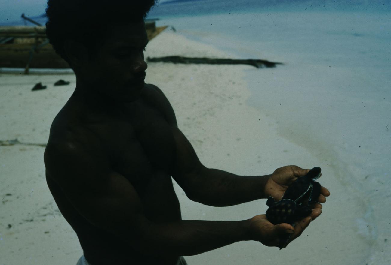 BD/209/7036 - 
Zeeschildpadden
