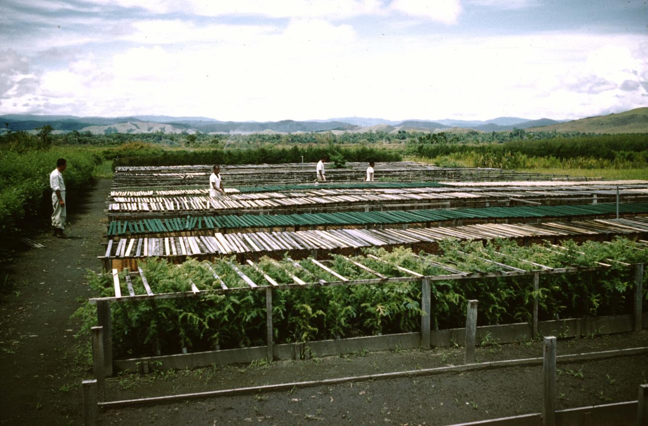 BD/209/8131 -
Plantage voor kweken van jonge aanplant