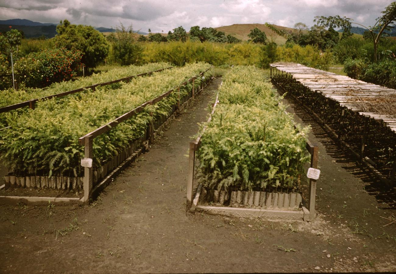 BD/209/8132 -
Plantage voor kweken van jonge aanplant