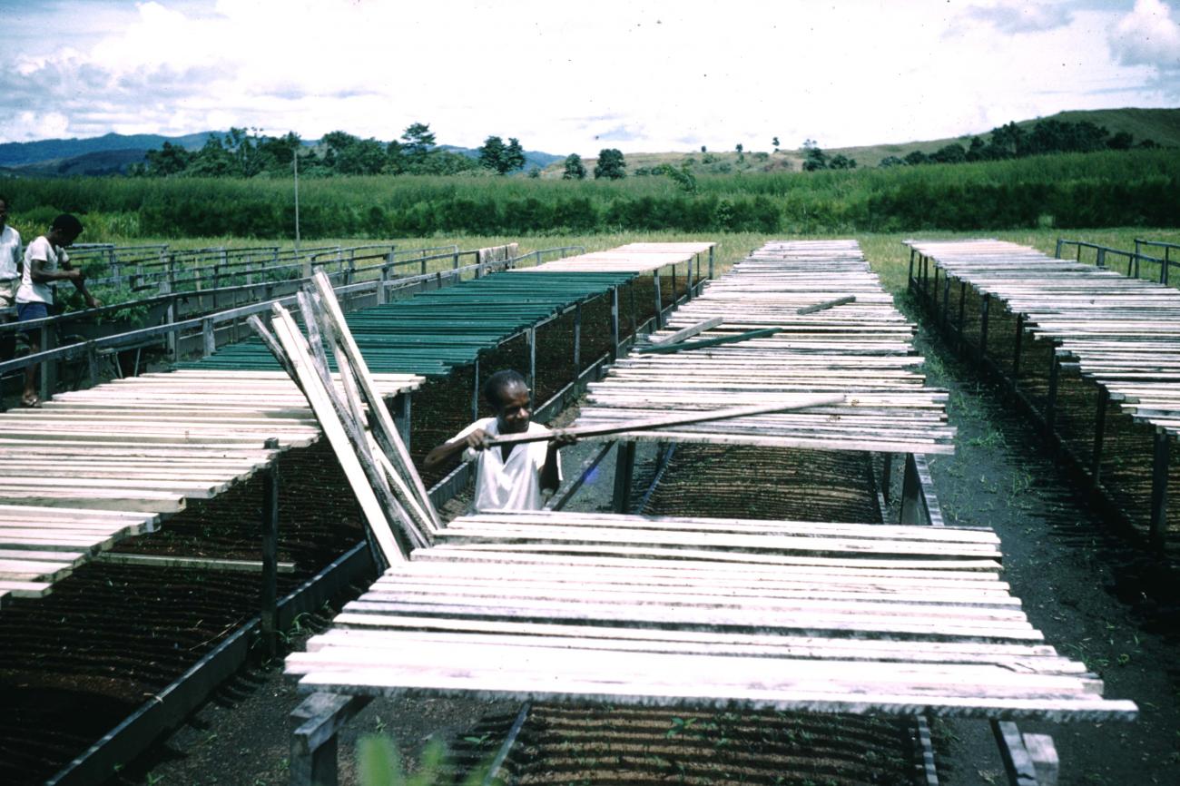 BD/209/8135 -
Plantage voor kweken van jonge aanplant