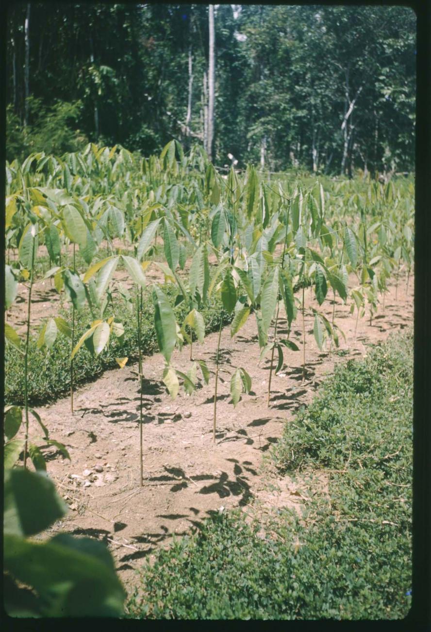 BD/209/9051 -
Plantage voor kweken van jonge aanplant