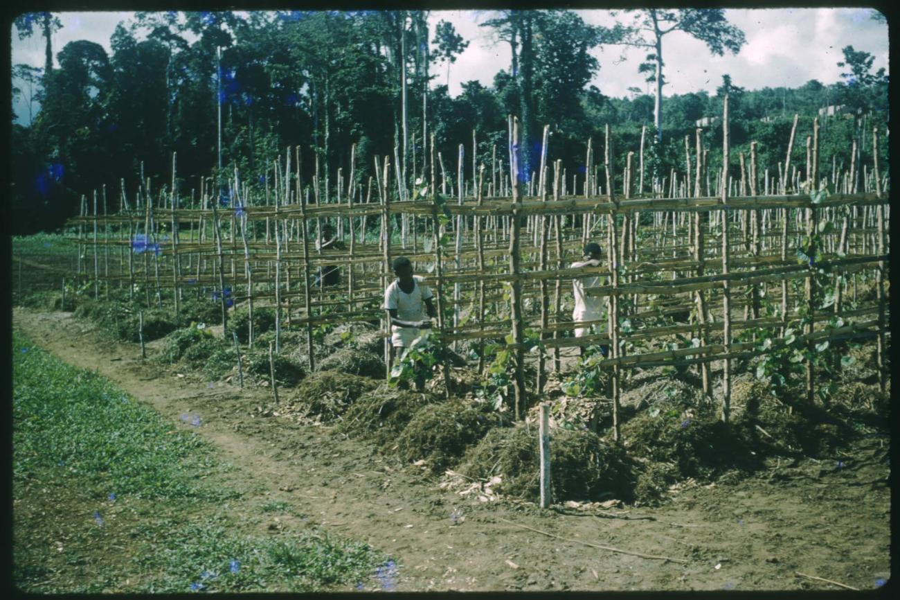 BD/209/9064 -
Plantage voor kweken van jonge aanplant