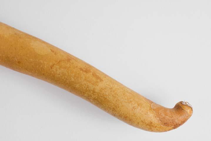 EA/287/1 -
penis sheath