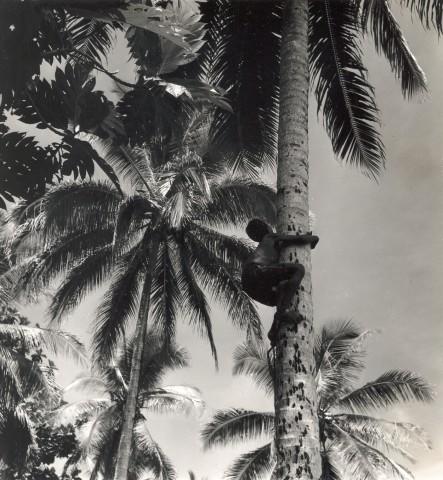 BD/245/11 -
Jongen, klimmend in palmboom.