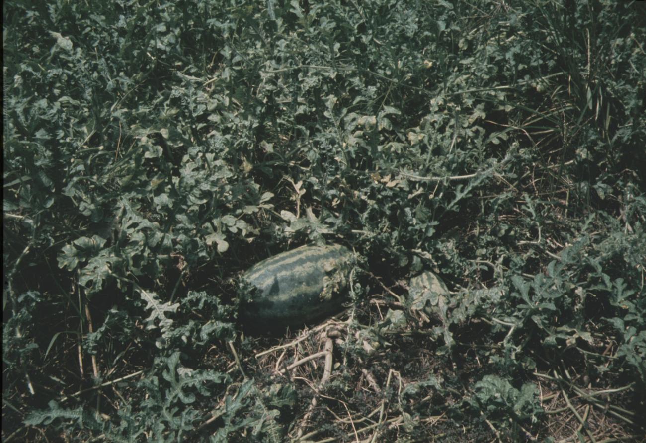 BD/144/552 - 
Vrucht tussen het groen

