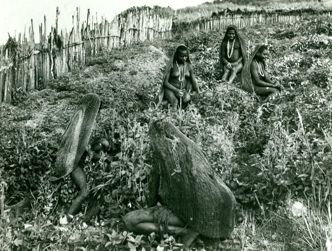 BD/23/1 -
Papue women working in a fenced garden