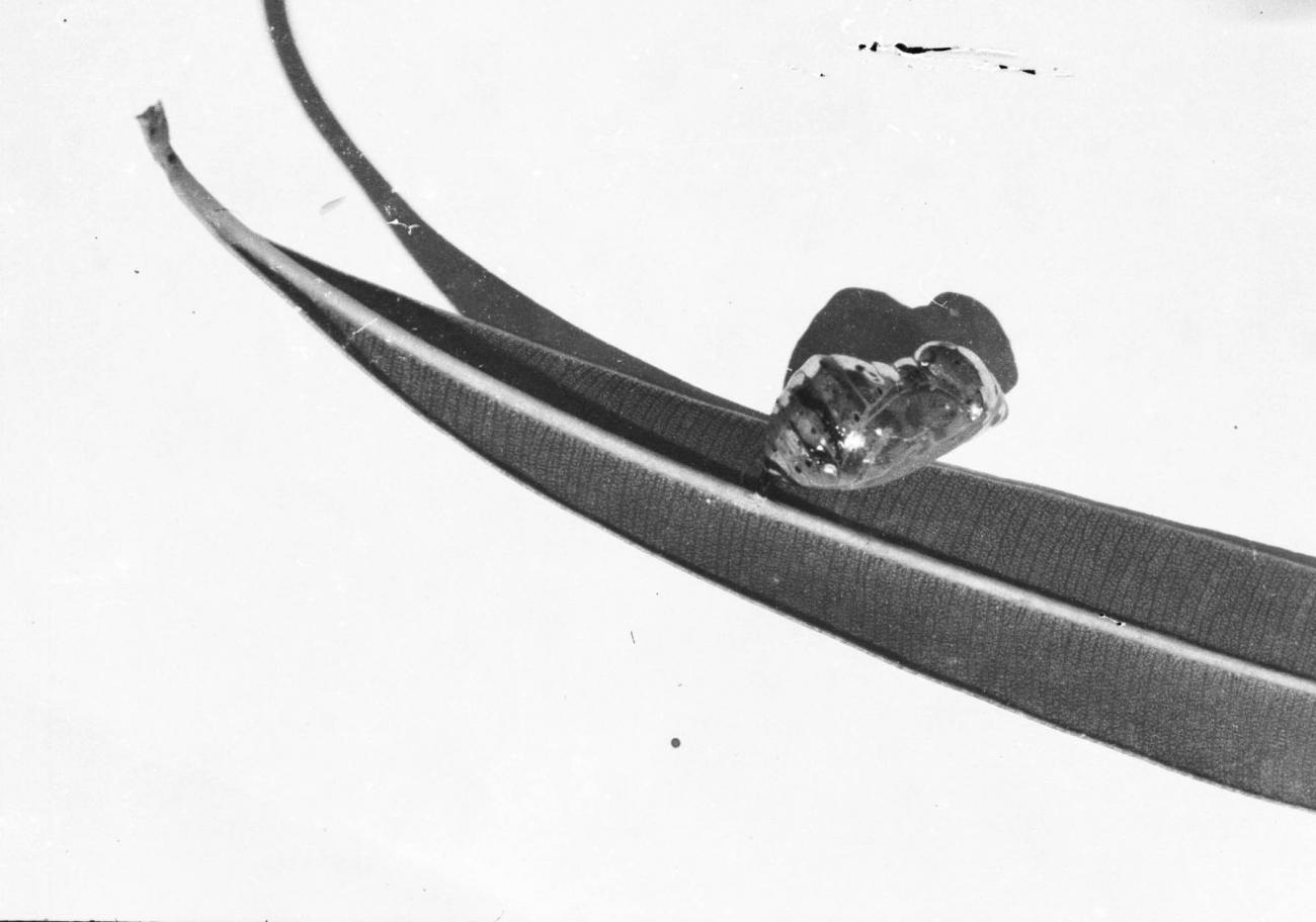 BD/133/531 -
Cocon van toekomstige vlinder aan een blad????
