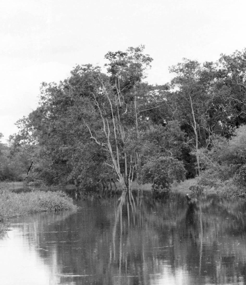 BD/133/63 -
Tocht Merauke-Kapi: Opname van de Merauke-rivier