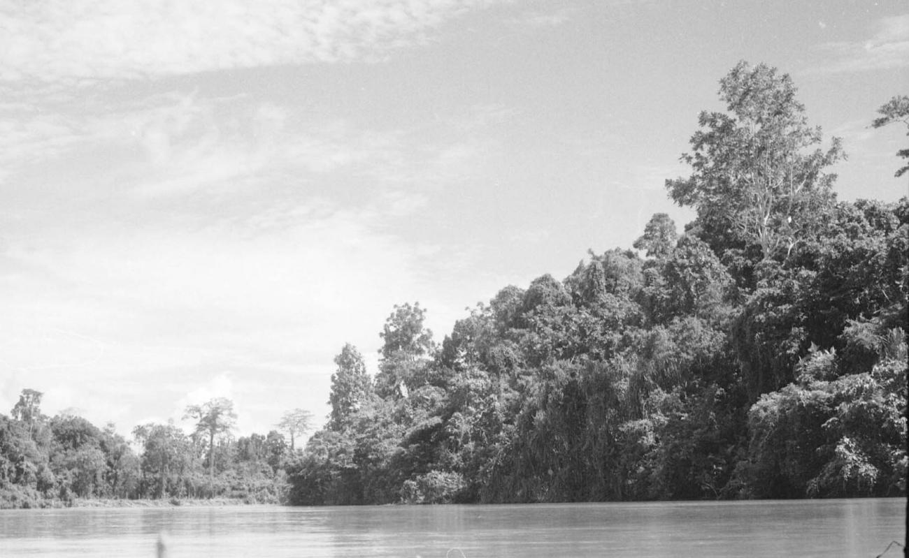 BD/133/78 -
Sarmi-Hollandia: Rivier met dichte begroeiing langs de oever