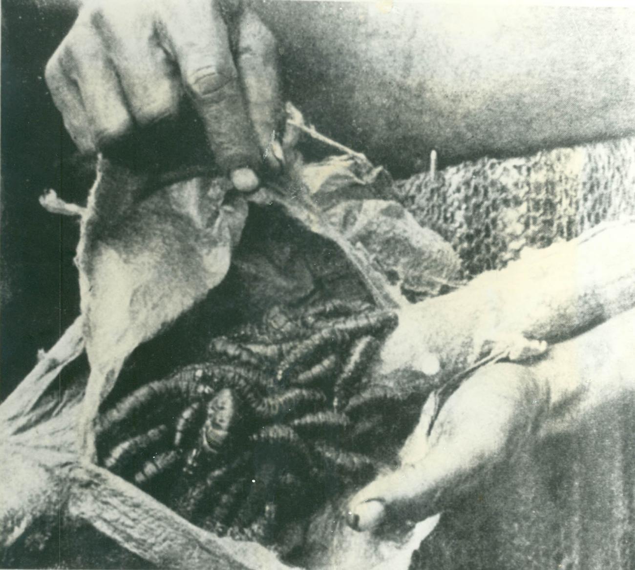 BD/40/38 -
Sago worms