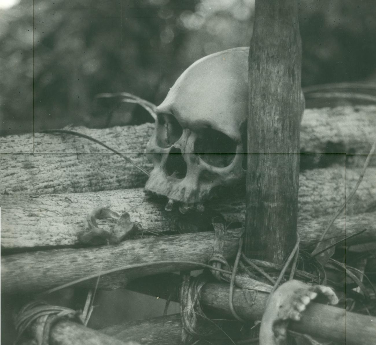 BD/40/84 -
Skull