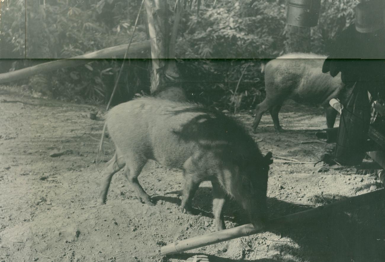BD/40/94 -
Two pigs still alive