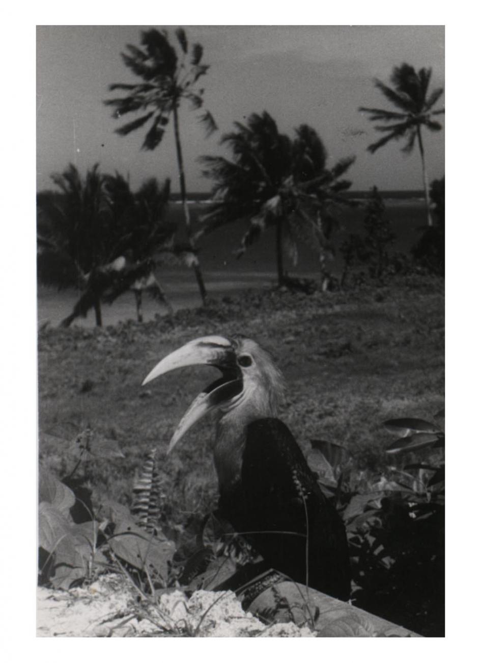 BD/54/45 -
Biak, year bird