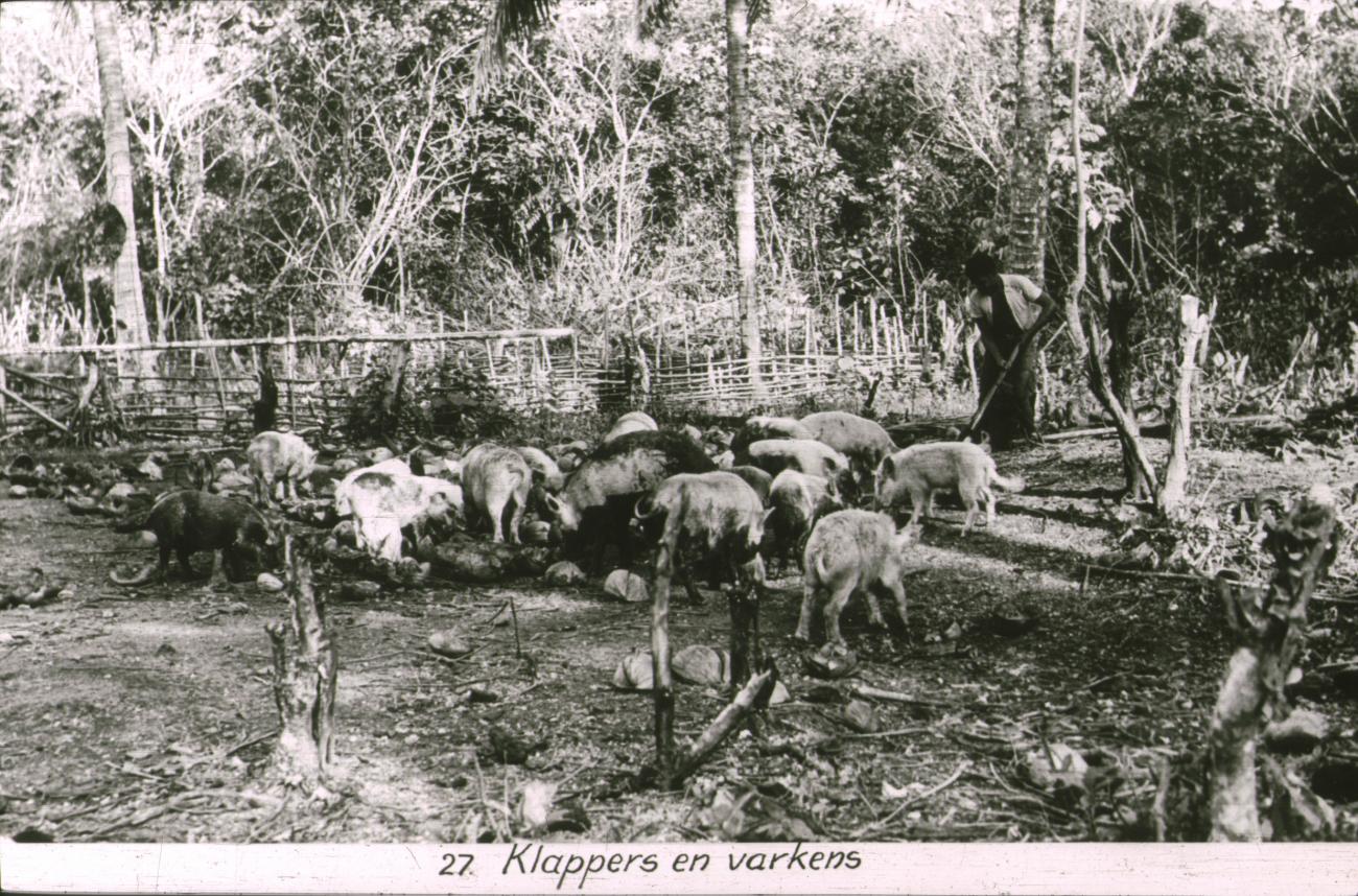 BD/186/102 - 
Kokosnoten en varkens
