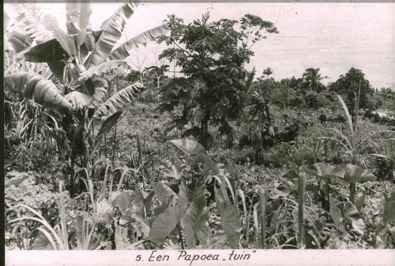 BD/186/26 - 
Papoea-tuin
