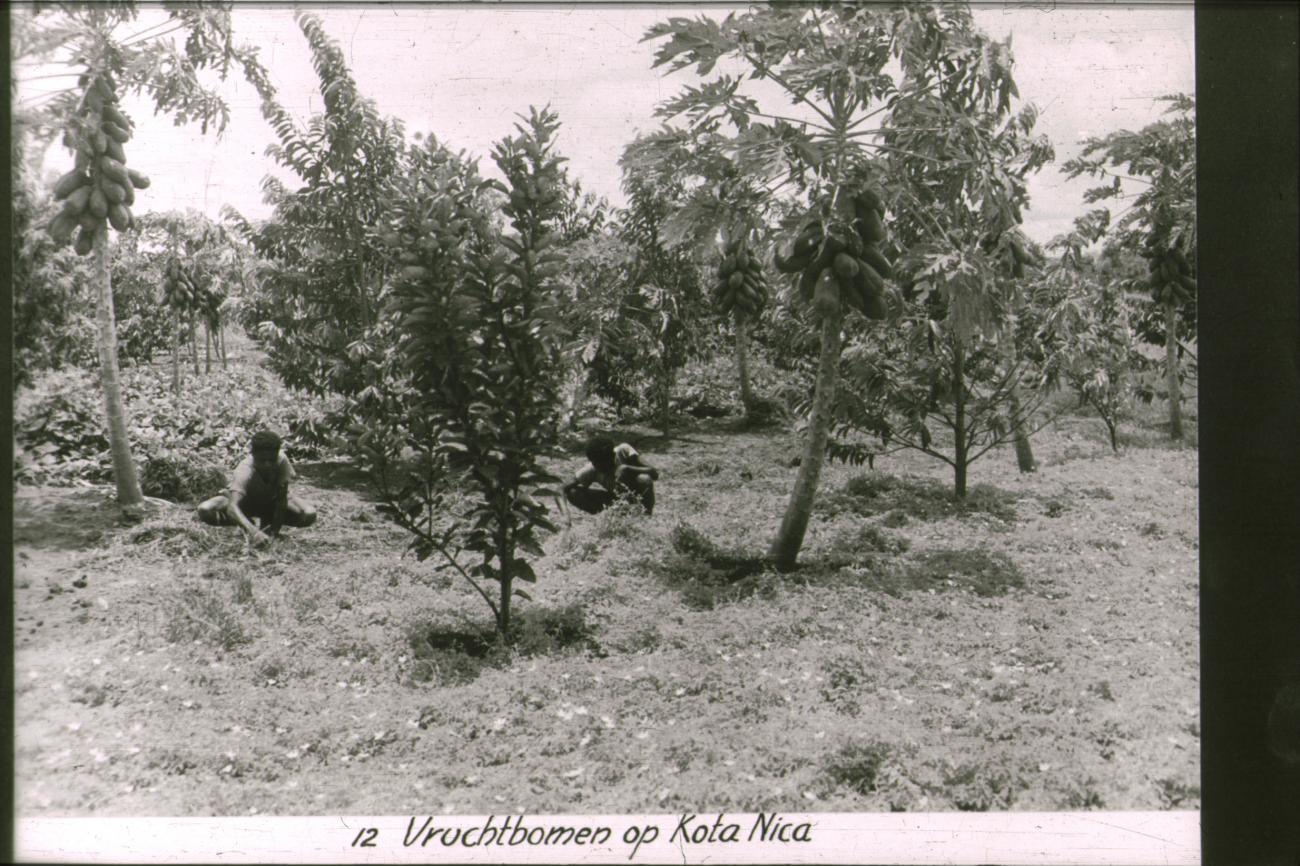 BD/186/29 -
Vruchtbomen op Kota Nica