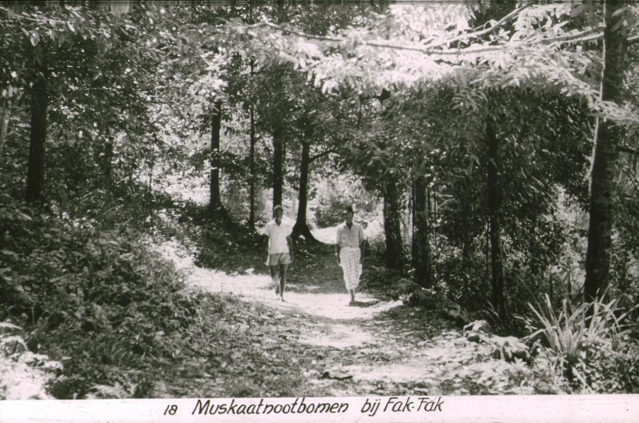 BD/186/32 -
Muskaatnootbomen
