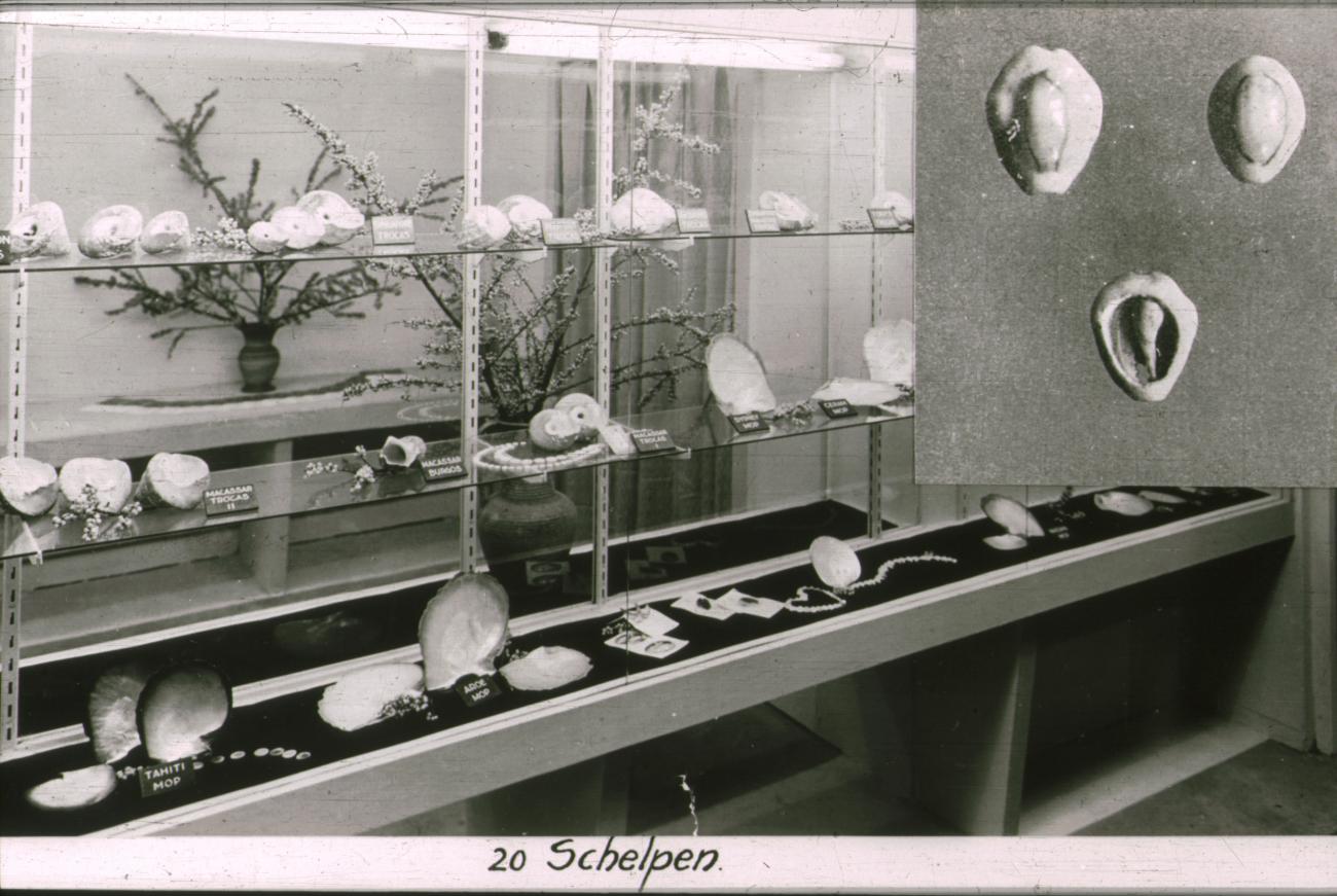 BD/186/34 - 
Uitgestalde schelpen
