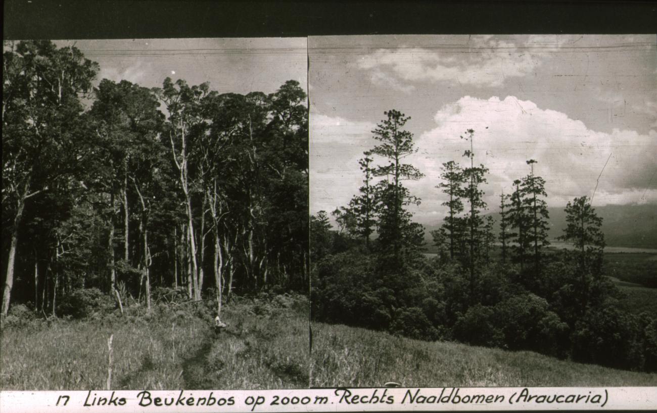 BD/186/41 - 
Beukenbos en naaldbos (Araucaria)
